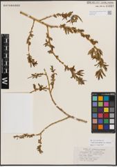 Foto von Salix eriocephala var. watsonii (Bebb) Dorn